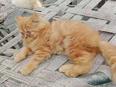 pUnch face kitten for sale in lahore 03234102419