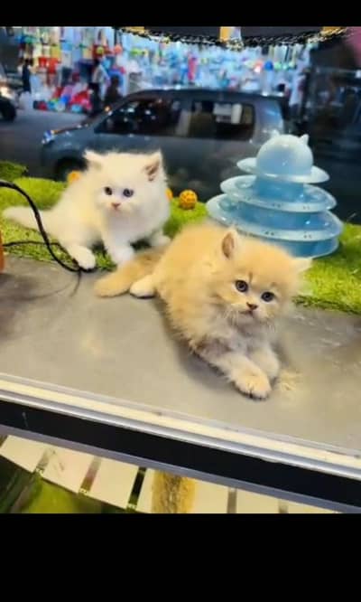 Persian cat baby