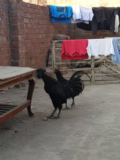 Ayam Cemani / Mianwali Aseel Black Pair | Premium Quality | Healthy