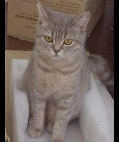British shorthair male cat