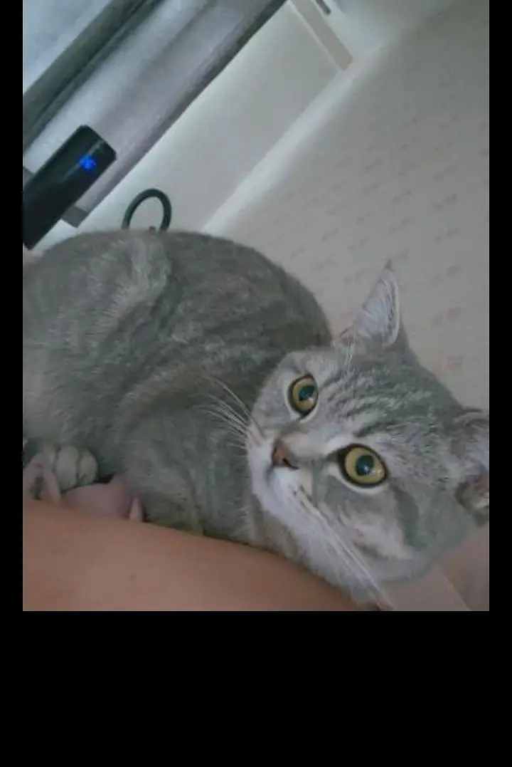 British shorthair male cat — photo 2