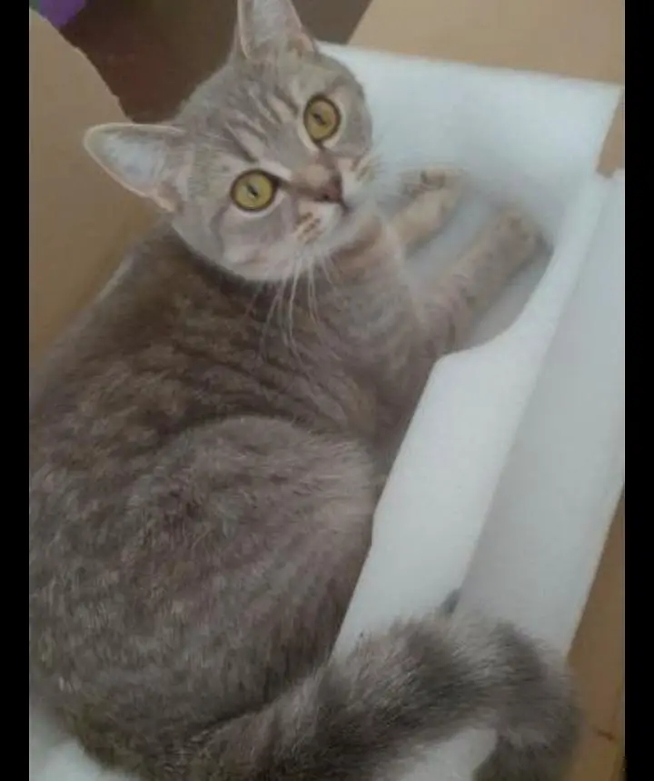British shorthair male cat — photo 3