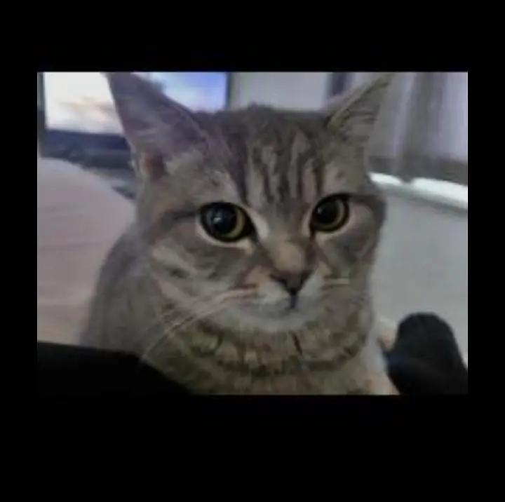 British shorthair male cat — photo 4