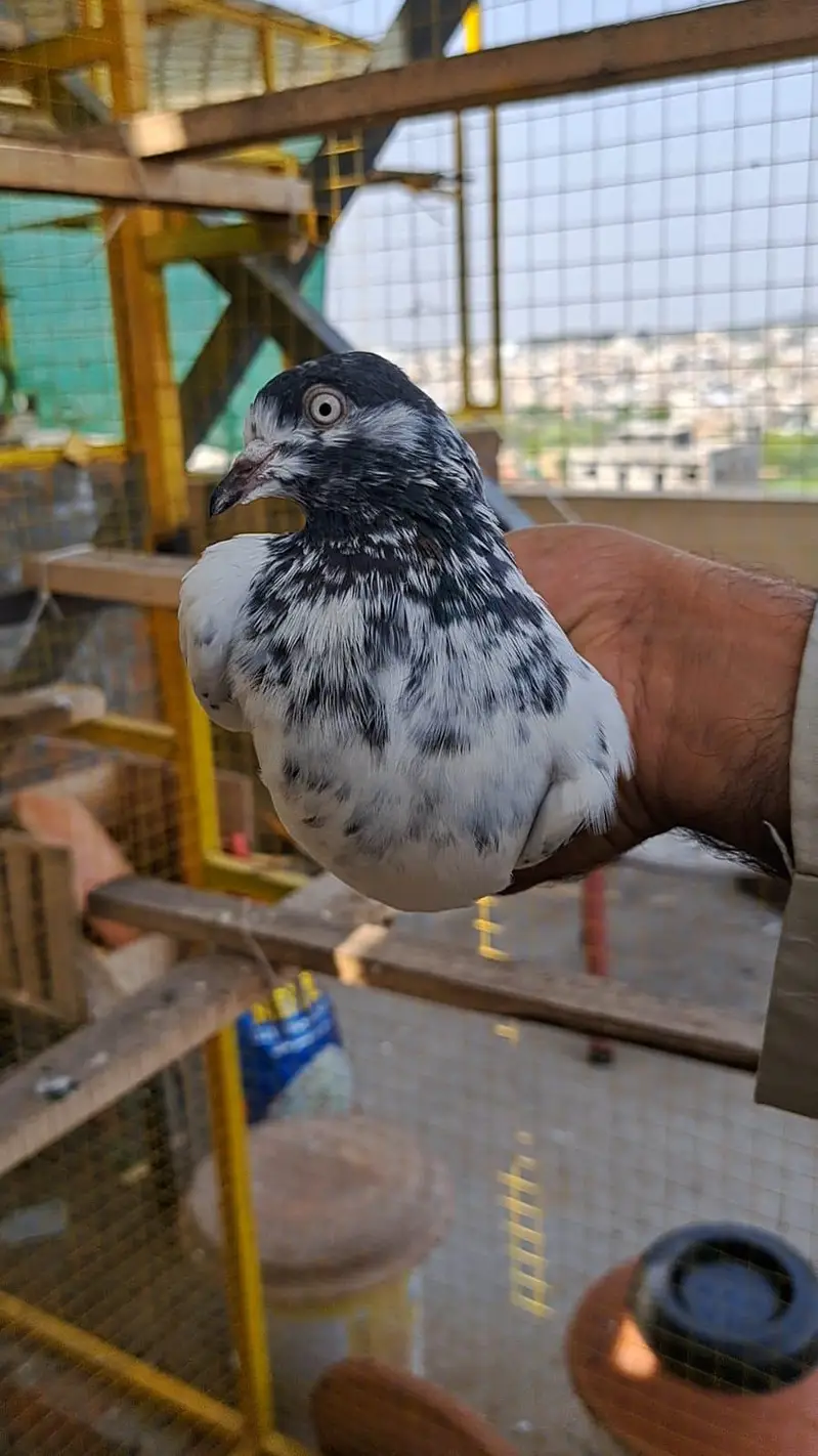 teddy breeder females/madian — photo 4