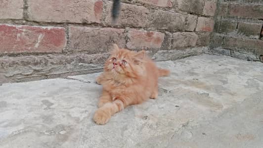 punch face Kitten for sale in lahore 03234102419