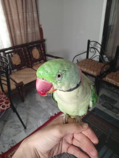 Kashmiri parrot house pet