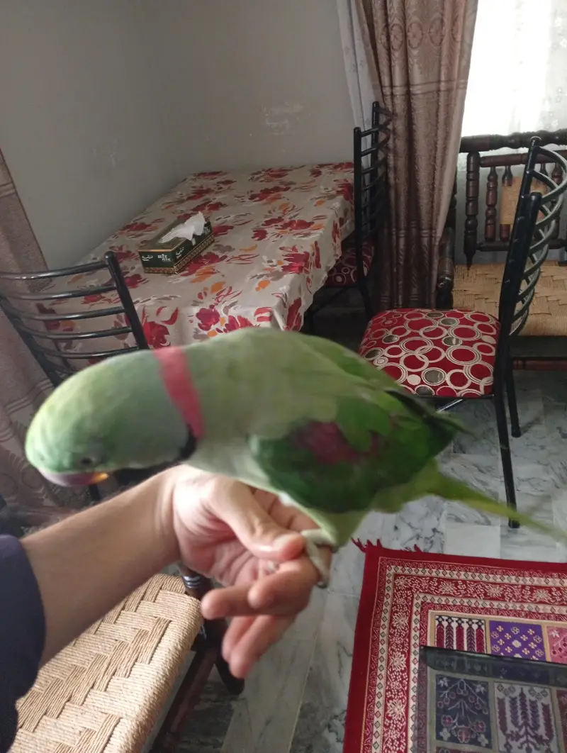 Kashmiri parrot house pet — photo 2
