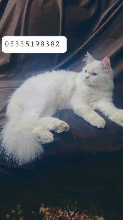persian cat for sale