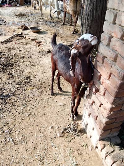 Beetal Bakri | Path | Ghar ki pali hoi bakri | Goat For sale