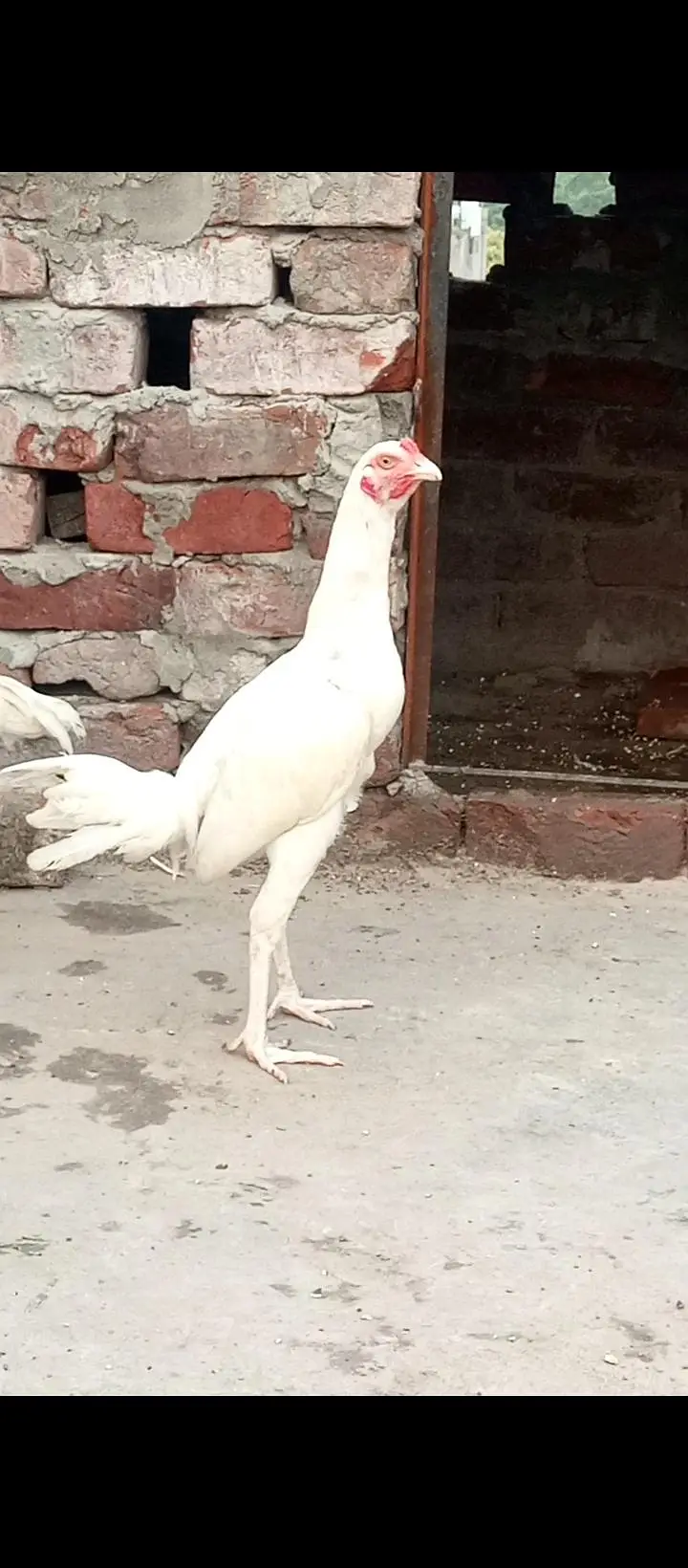 Aseel  Heera  available for sale