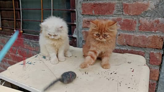 persian triple coat  punch face female kitten for sale  03234102419