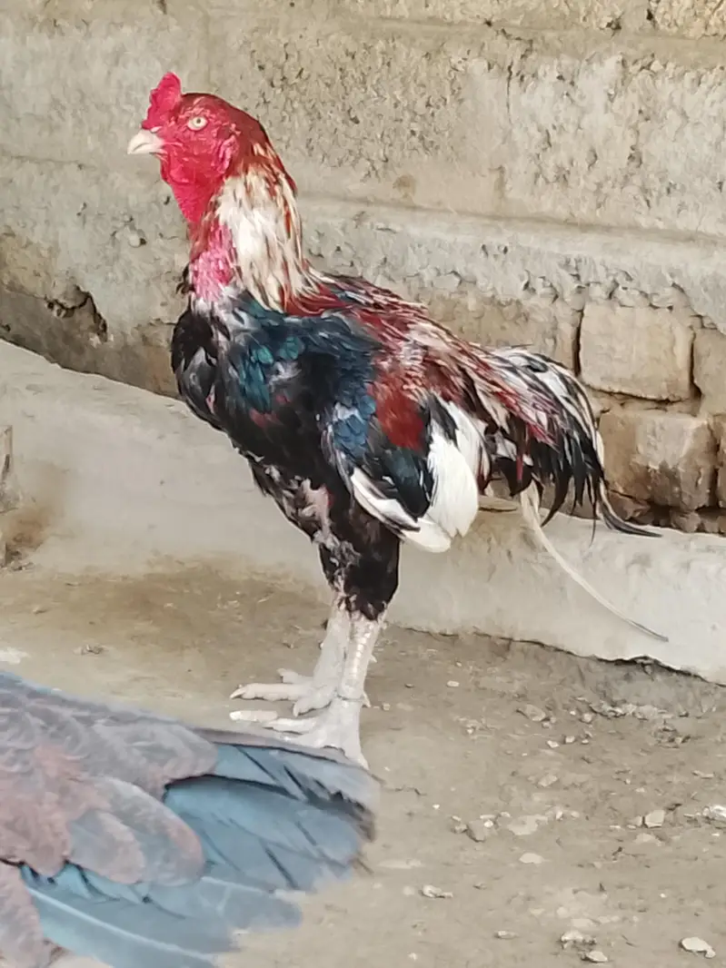 gand jor nasal or mohra — photo 2