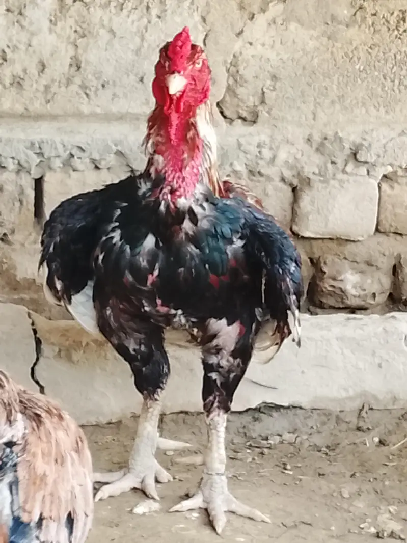 gand jor nasal or mohra — photo 3