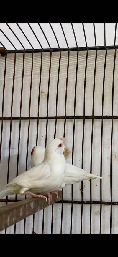 Albino cut throat
