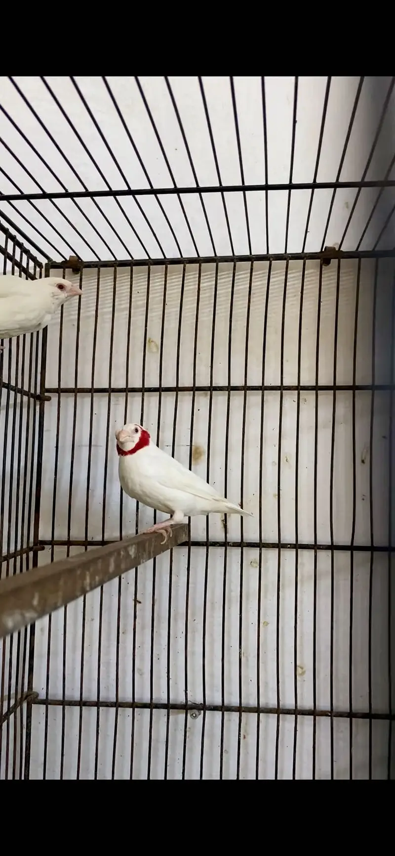 Albino cut throat — photo 2