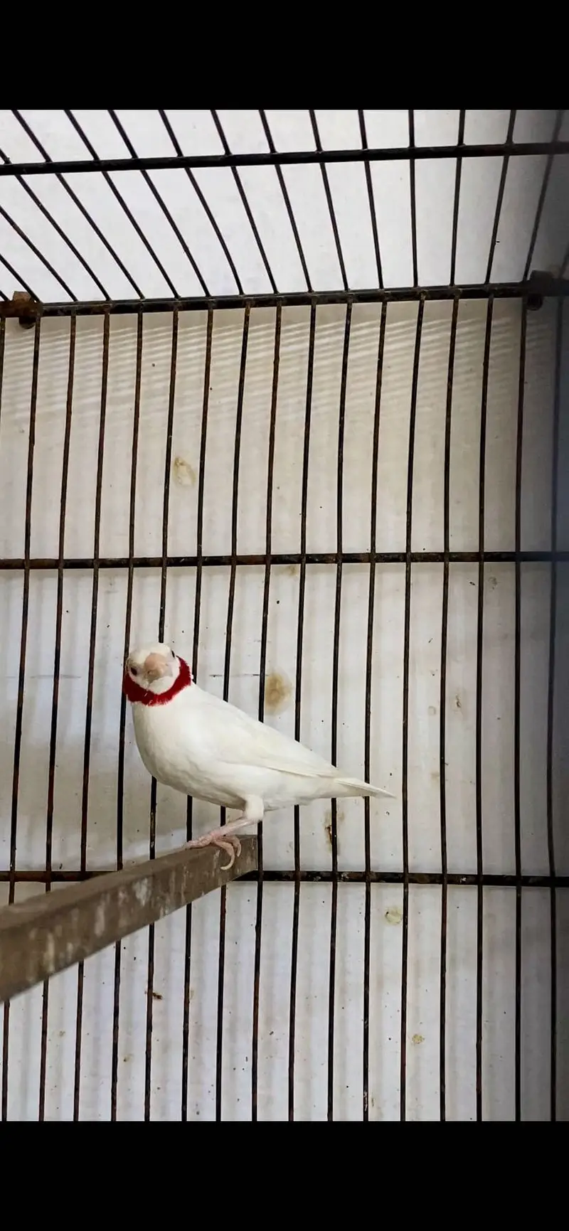 Albino cut throat — photo 3