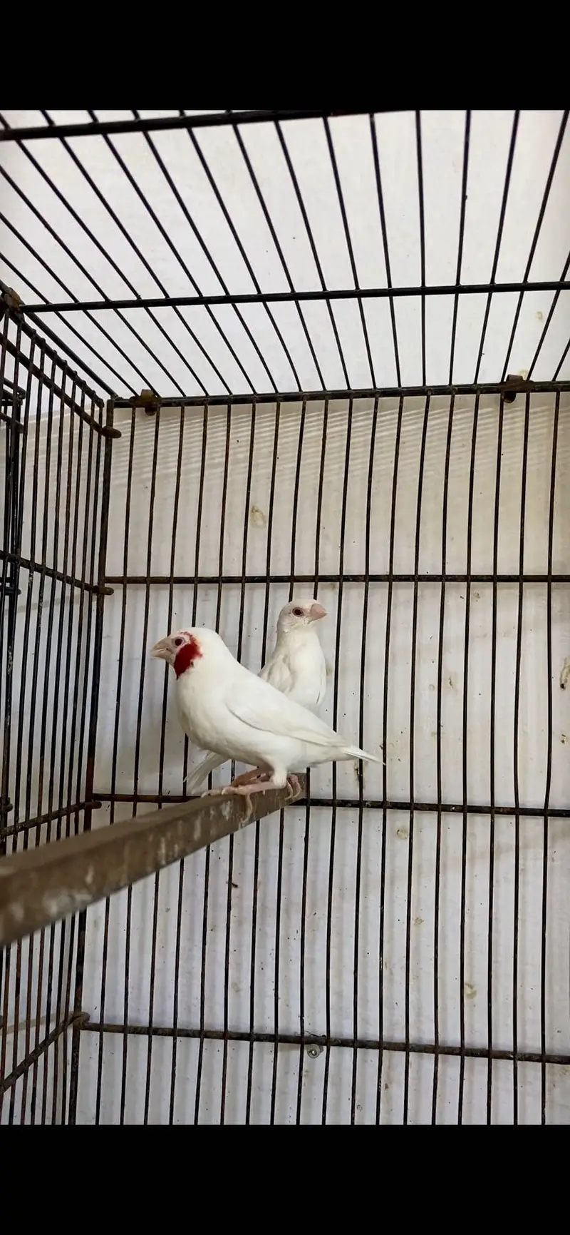Albino cut throat — photo 4