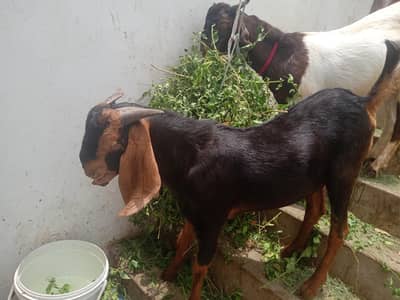 2 bakre (breed kamori)