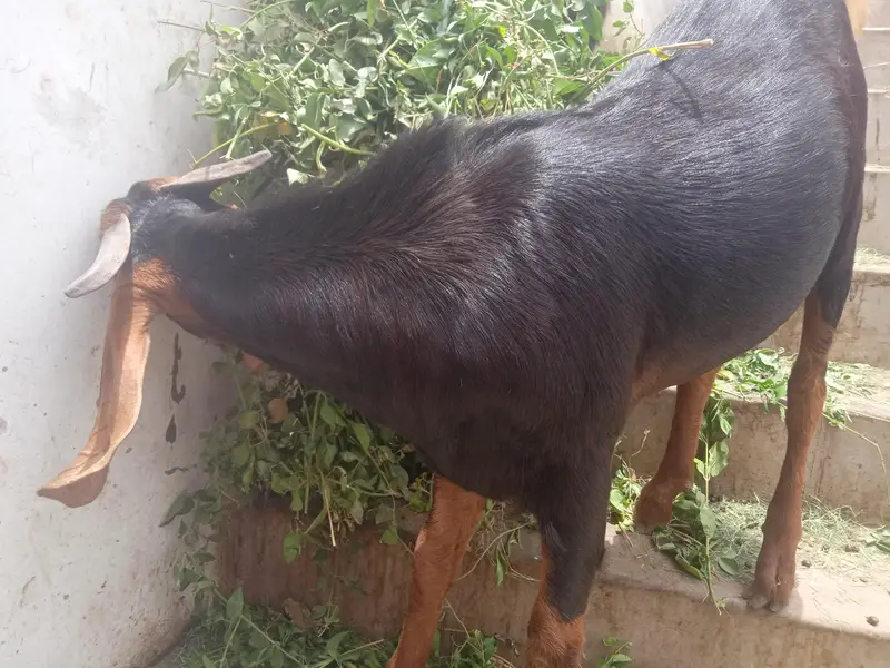 2 bakre (breed kamori) — photo 2