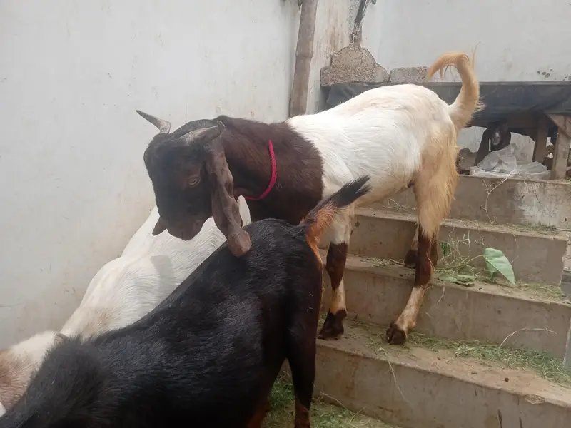 2 bakre (breed kamori) — photo 3