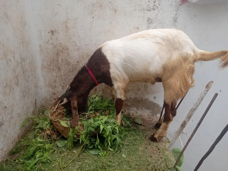2 bakre (breed kamori) — photo 4