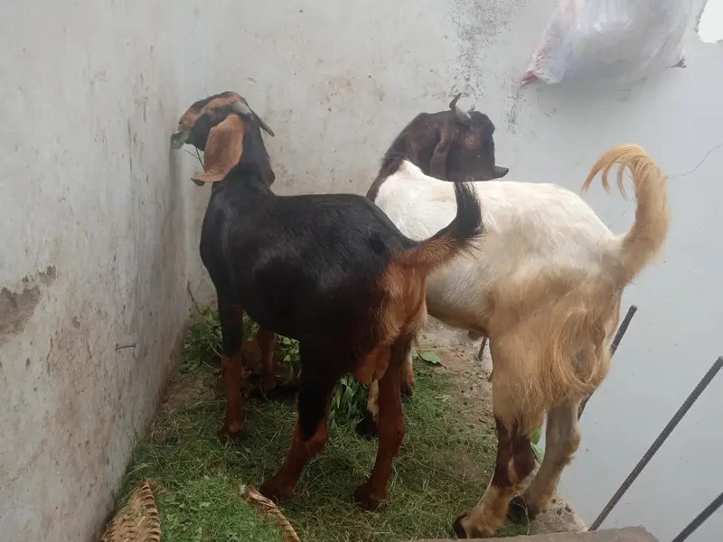 2 bakre (breed kamori) — photo 5