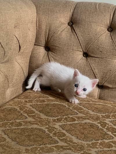 white kitten for sale