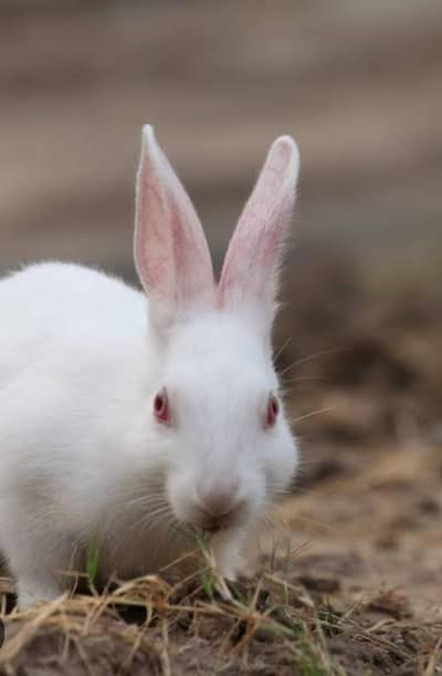 Rabbits family for sale