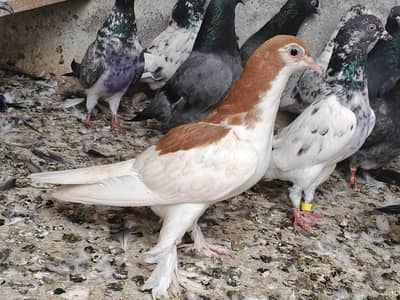 sherazi pigeon for sale 100% theek ha koy bemary nahi ha