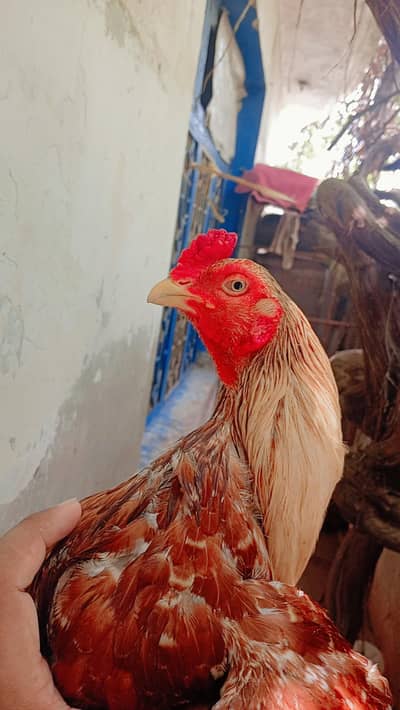shajera mugra