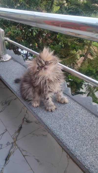 persian tabby male kitten