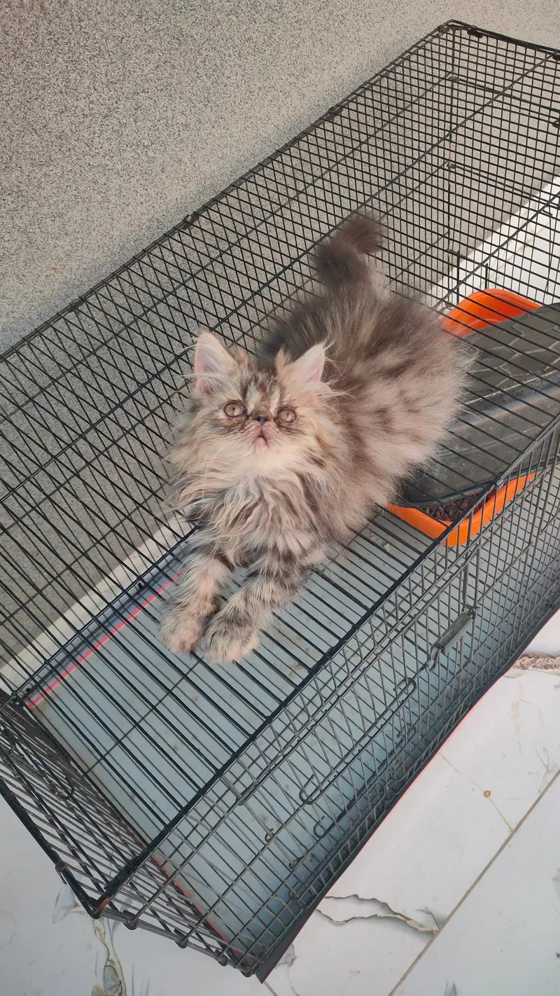 persian tabby male kitten — photo 2