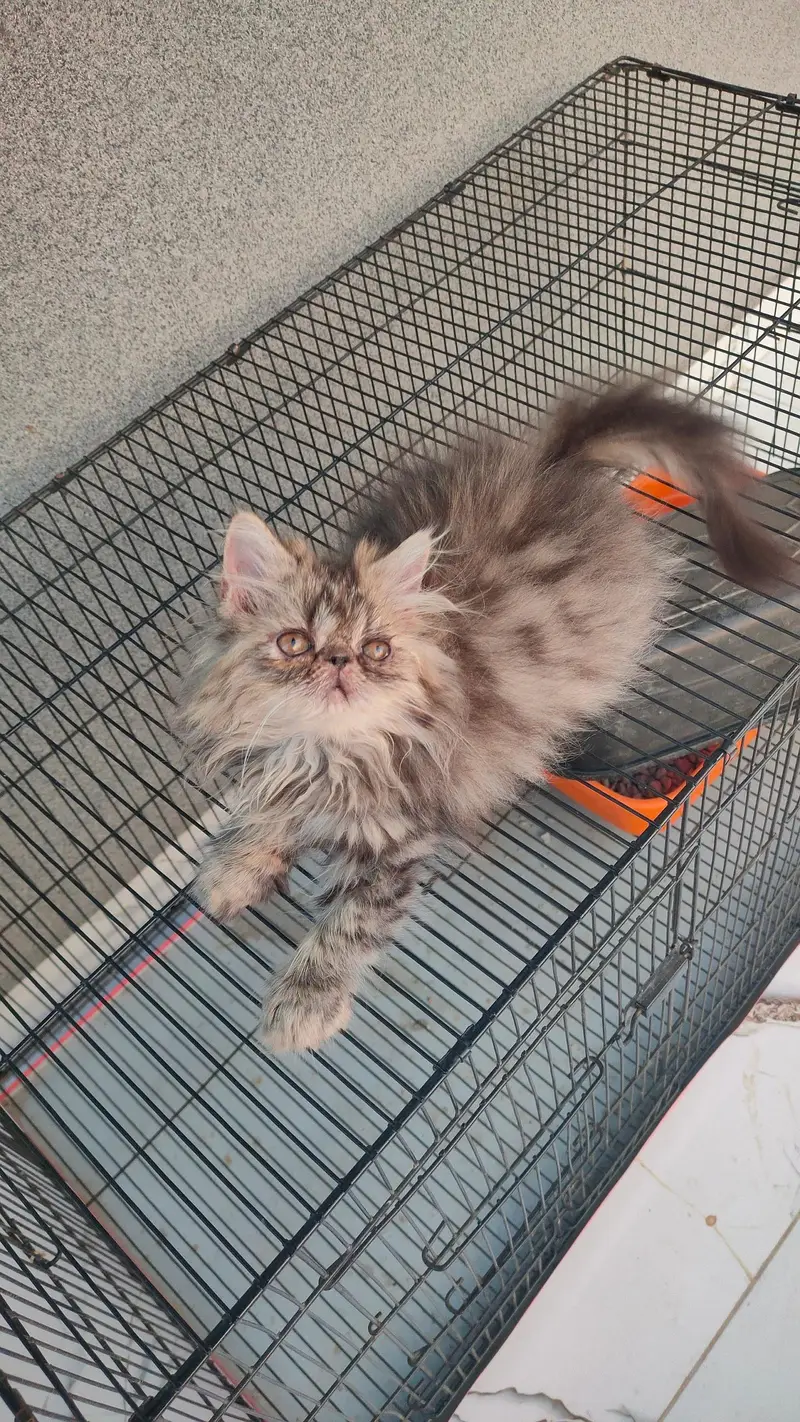 persian tabby male kitten — photo 3