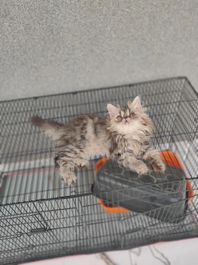 persian tabby male kitten — photo 4