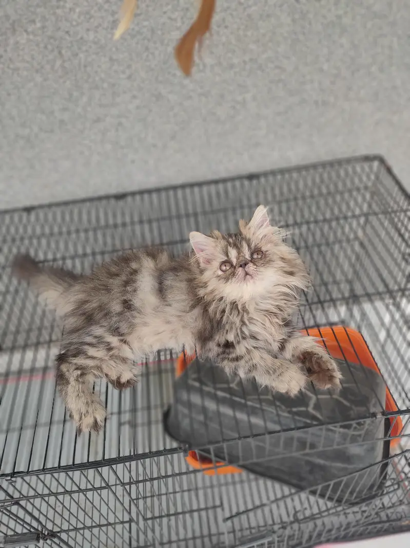 persian tabby male kitten — photo 5