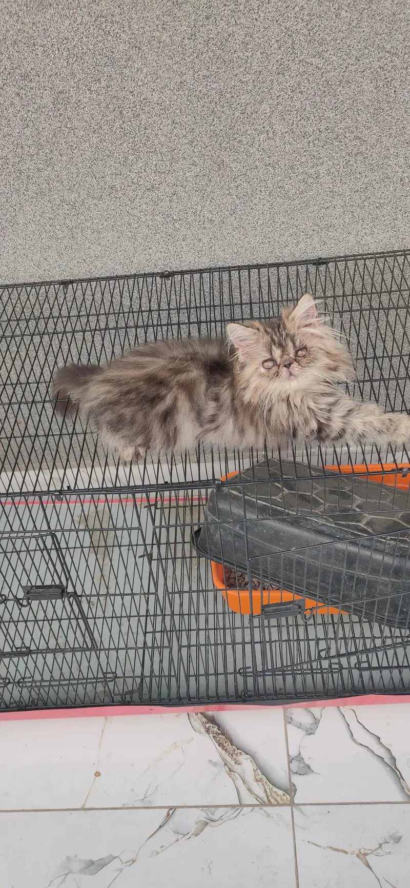 persian tabby male kitten — photo 6
