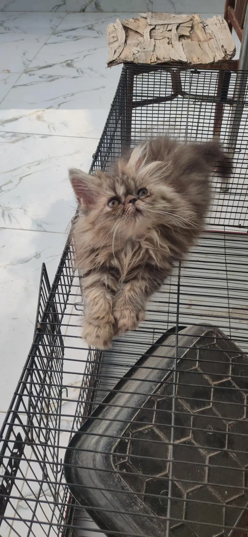 persian tabby male kitten — photo 7