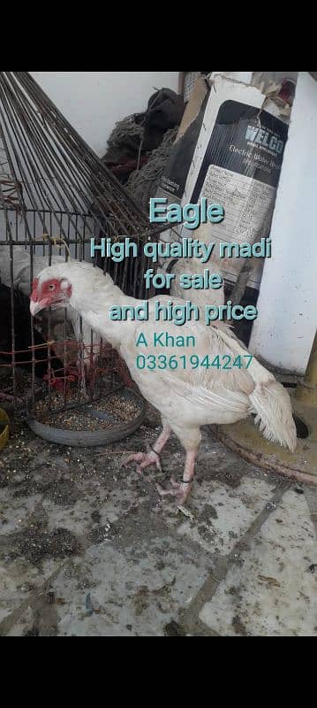 Egale High class big and 1 keel wali madi unique