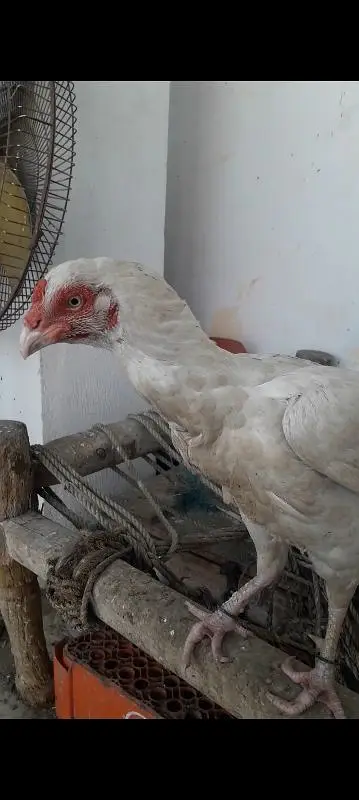 Egale High class big and 1 keel wali madi unique — photo 2
