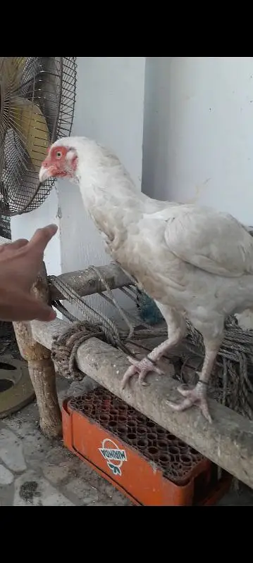 Egale High class big and 1 keel wali madi unique — photo 3