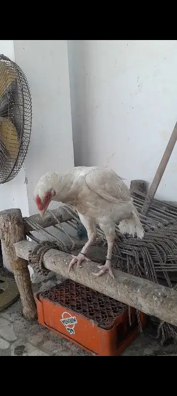 Egale High class big and 1 keel wali madi unique — photo 6