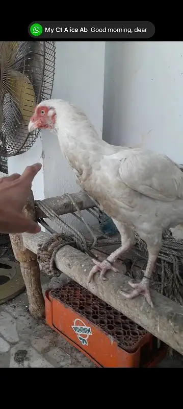 Egale High class big and 1 keel wali madi unique — photo 7