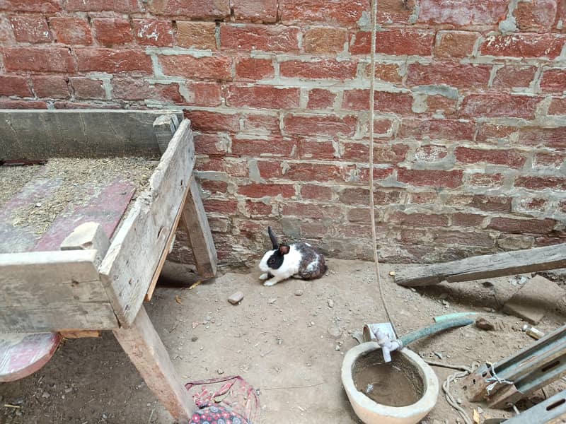 rabbit 1