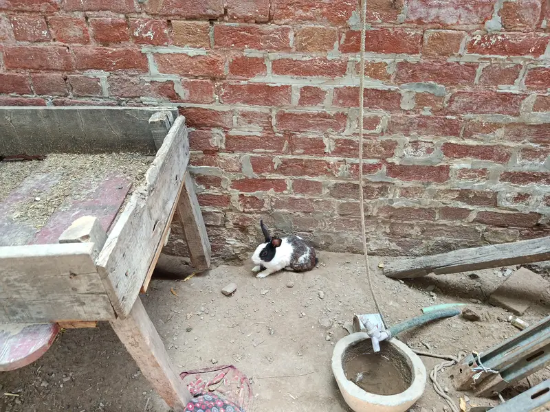 rabbit — photo 2