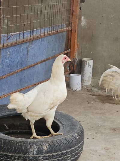 aseel heera white pair