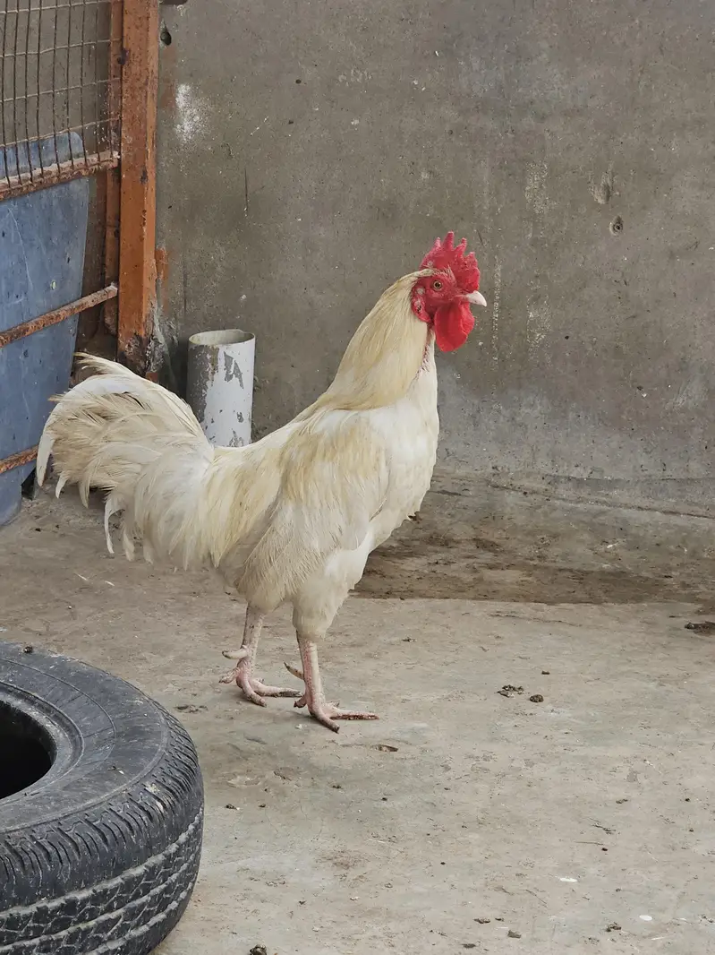 aseel heera white pair — photo 2