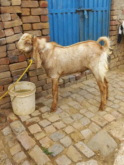 2 Female and 1 male breeder for sale