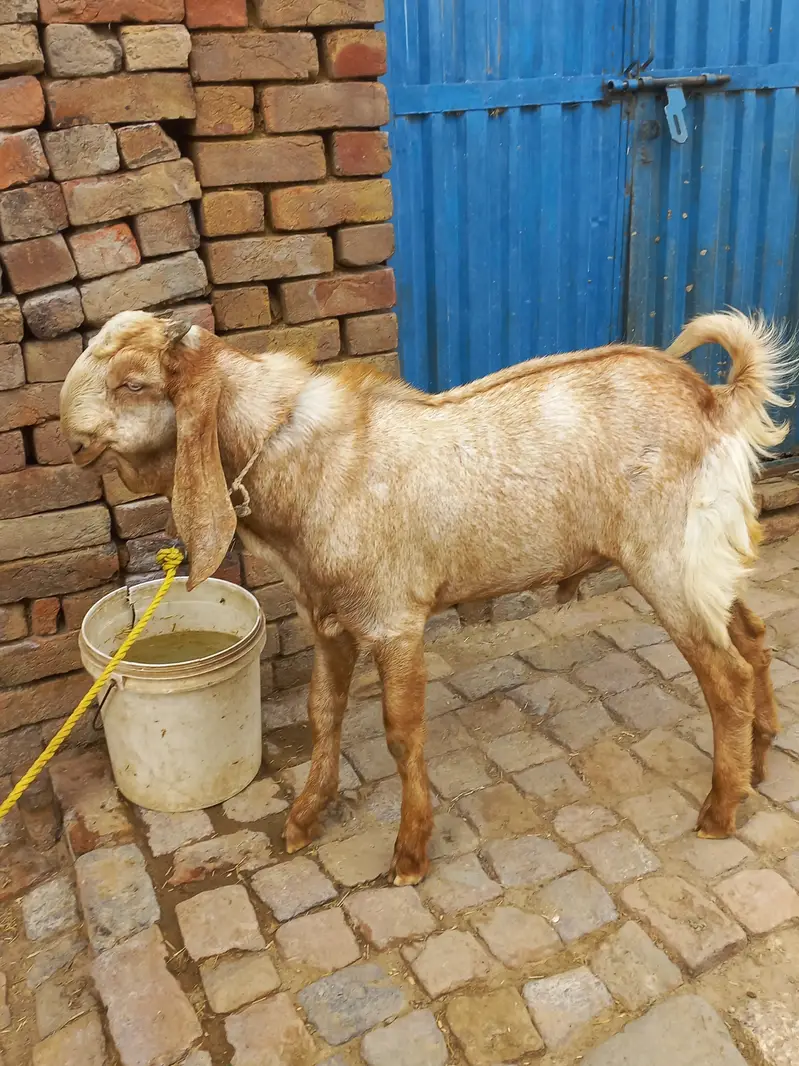 2 Female and 1 male breeder for sale — photo 2