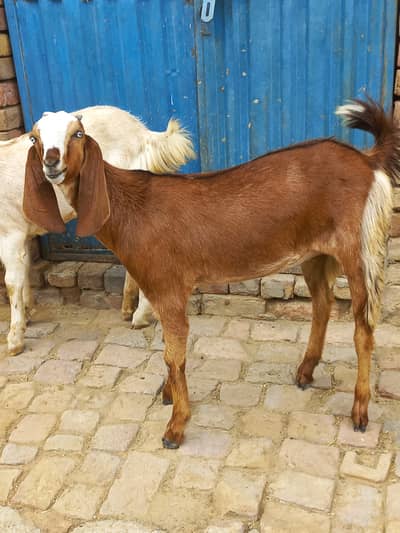 2 Female for urgent sale