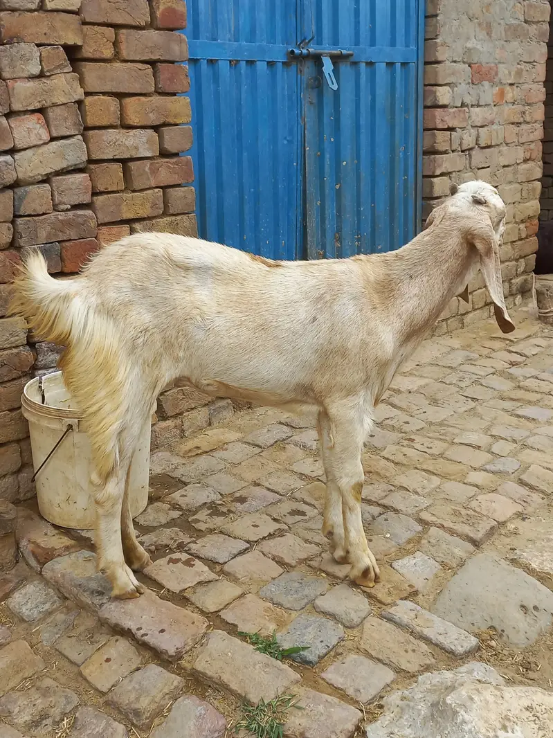 2 Female and 1 male breeder for sale — photo 4